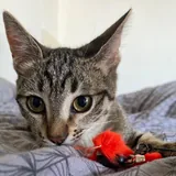 Кошечка Ирина ищет дом 1
