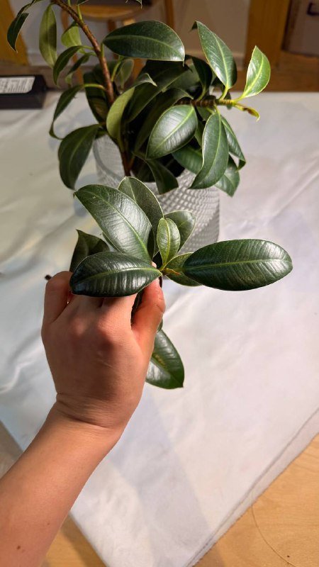 Проросший черенок фикуса