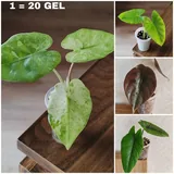 Комнатные растения 9