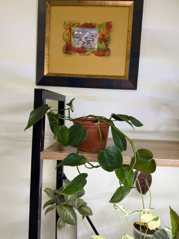 Комнатные растения в горшках разные размеры 4