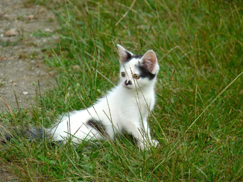 Котенок Чаплин ищет дом 4