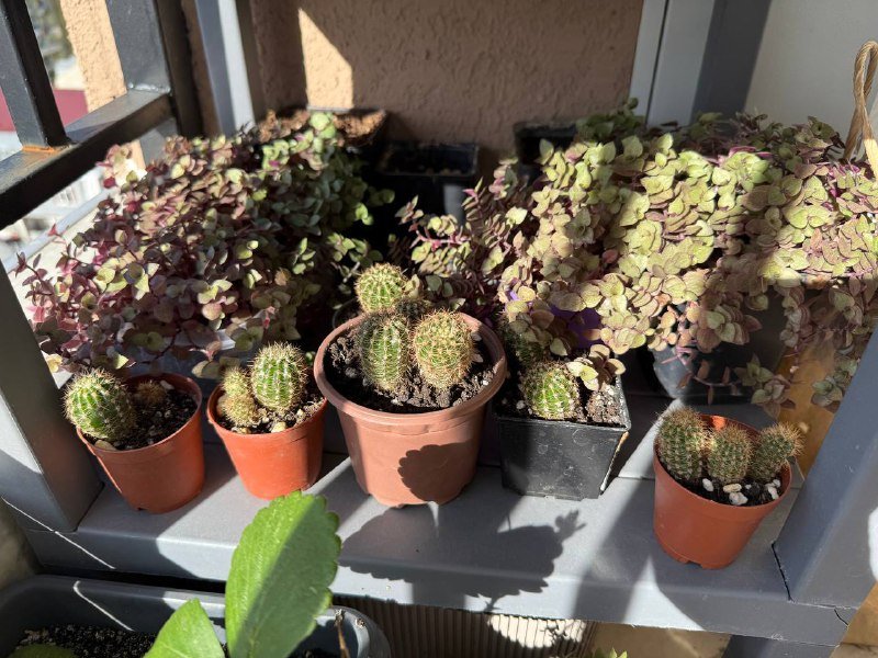 Домашние растения гибазис, традесканция, каллизия, колоказия, суккуленты, кактус, черенки хлорофитум, колеус 9