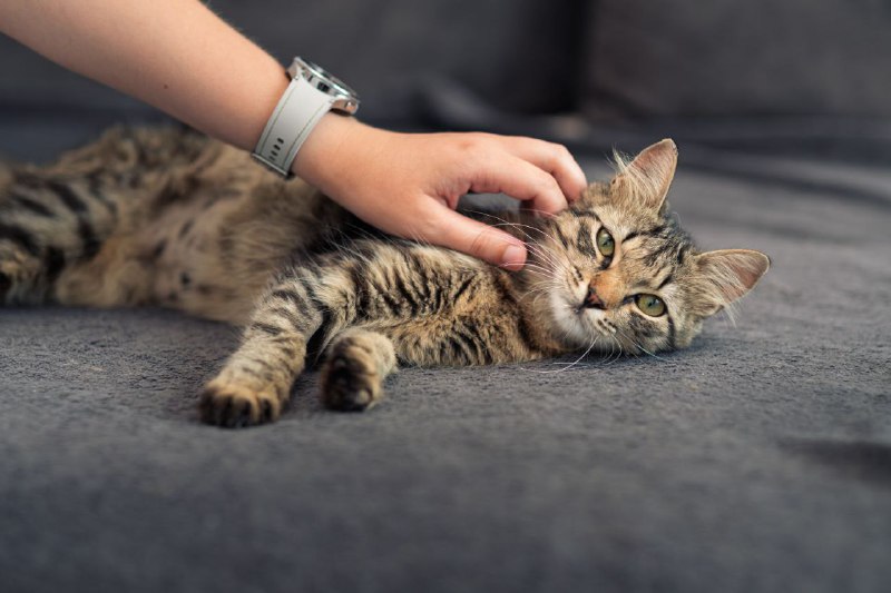 Кошка пушинка тигровой расцветки ищет дом 6