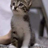 Котята 2