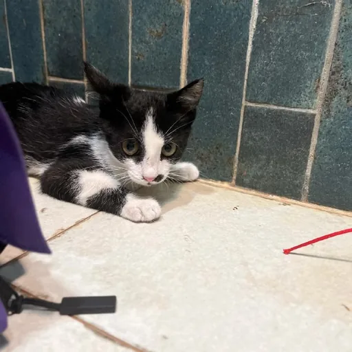 Котенок Шуфа