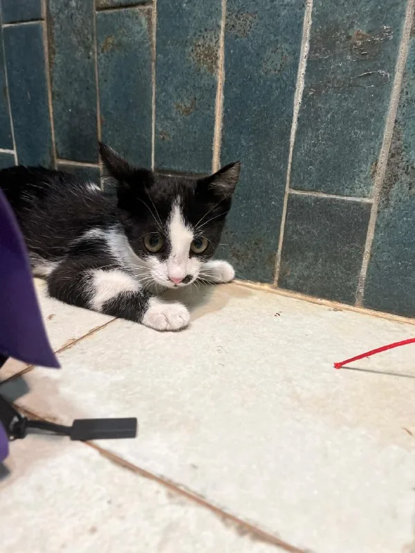 Котенок Шуфа 1