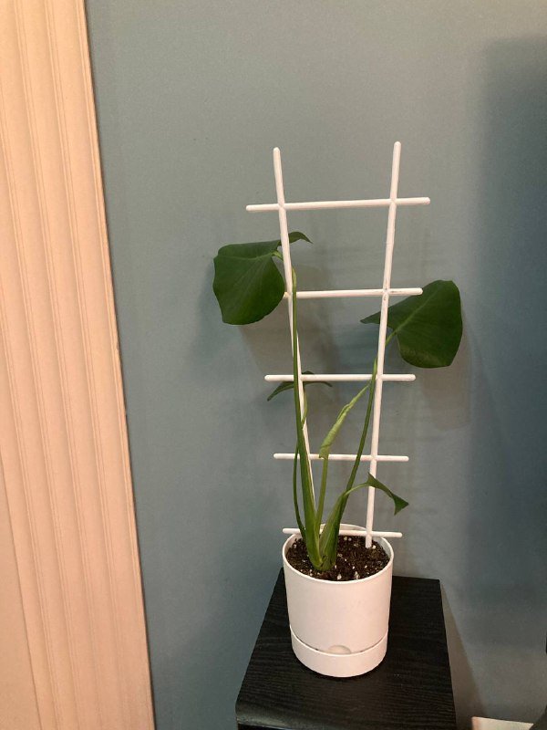 Монстеры большая и поменьше 5