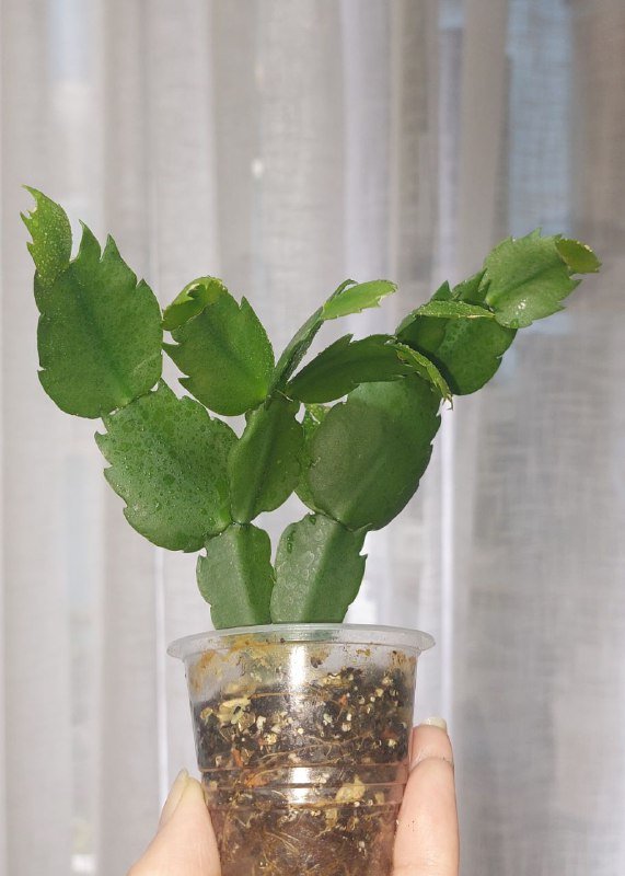 Комнатные растения 3