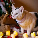 Коты, котята 4
