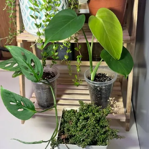 Суккуленты, монстеры