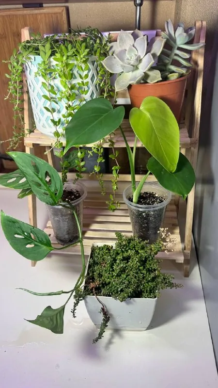 Суккуленты, монстеры 1