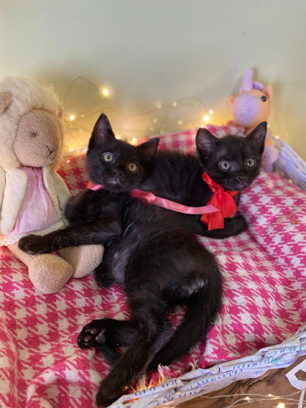 Маленькие черные котята 2 месяца 2