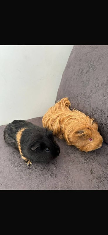 Two Guinea Pigs