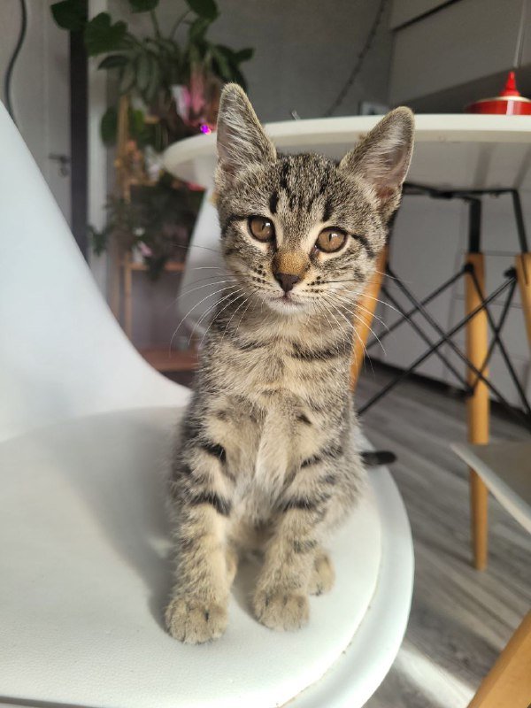 Мини-тигрица котенок ищет дом 4