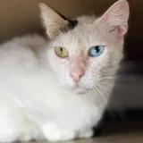 Кошка Луми 2