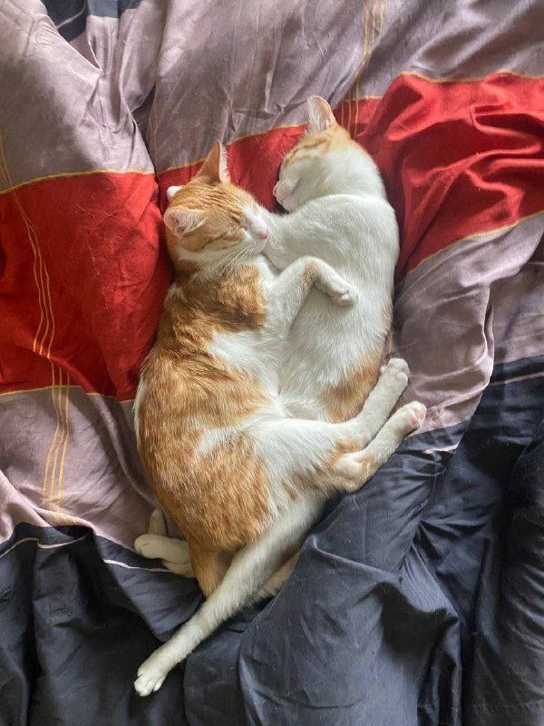 Два рыжих брата-кота для adoption 4