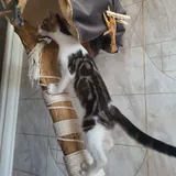 Котенок Космо 4