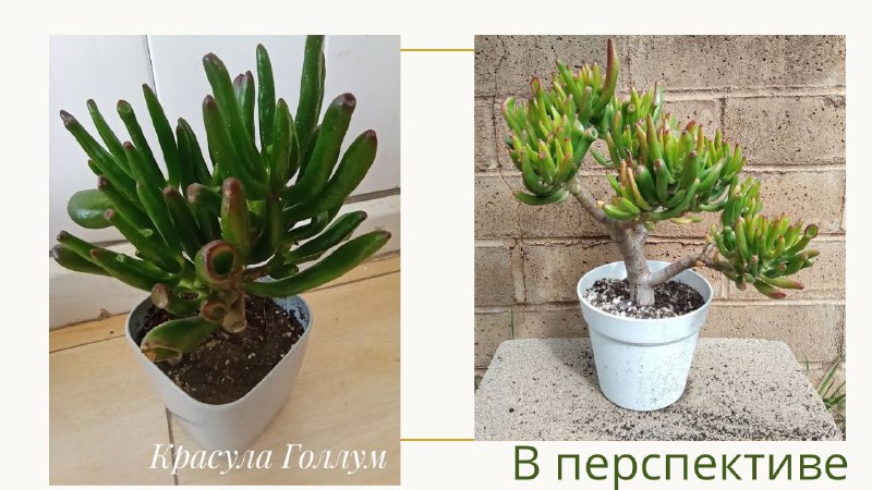 Декабрист, Красула Голлум, Суккуленты, Денежное дерево 3