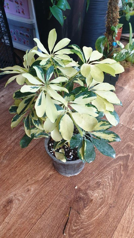 Шефлера, Хеппи лив, Санса, Аглаонема, Филодендрон неон, Замиокулькас черный, Драцена