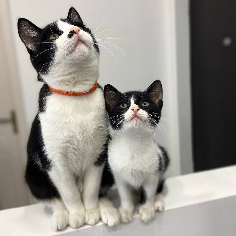 Два кота Шерлок и Смоки в дар 4