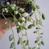 Комнатные растения 8