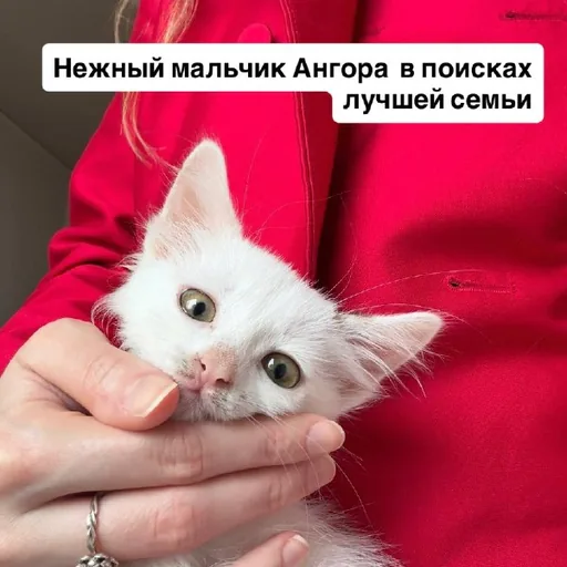 Кошеня Ангора шукає люблячу сім’ю