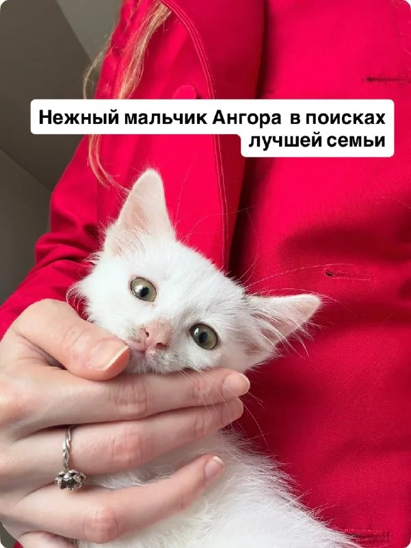 Кошеня Ангора шукає люблячу сім’ю 1