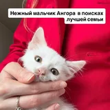 Кошеня Ангора шукає люблячу сім’ю 1