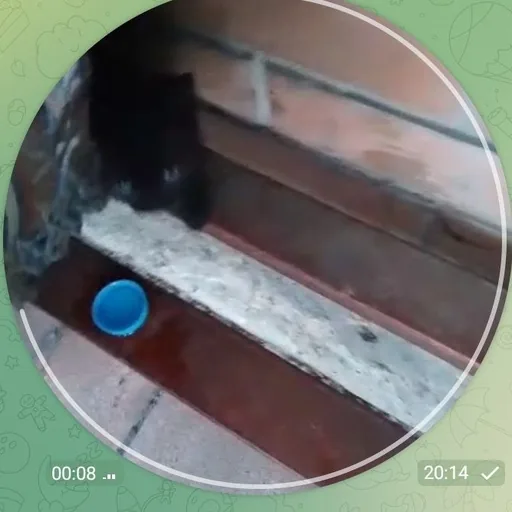 5 месячных котят
