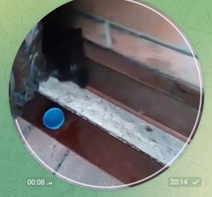 5 месячных котят