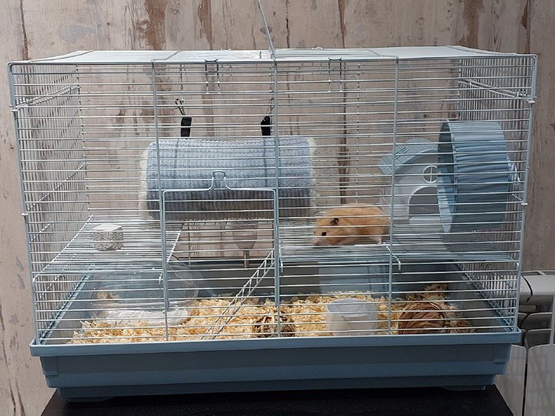 Клетка с сирийским хомяком 3