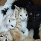 Котята разных окрасов 2