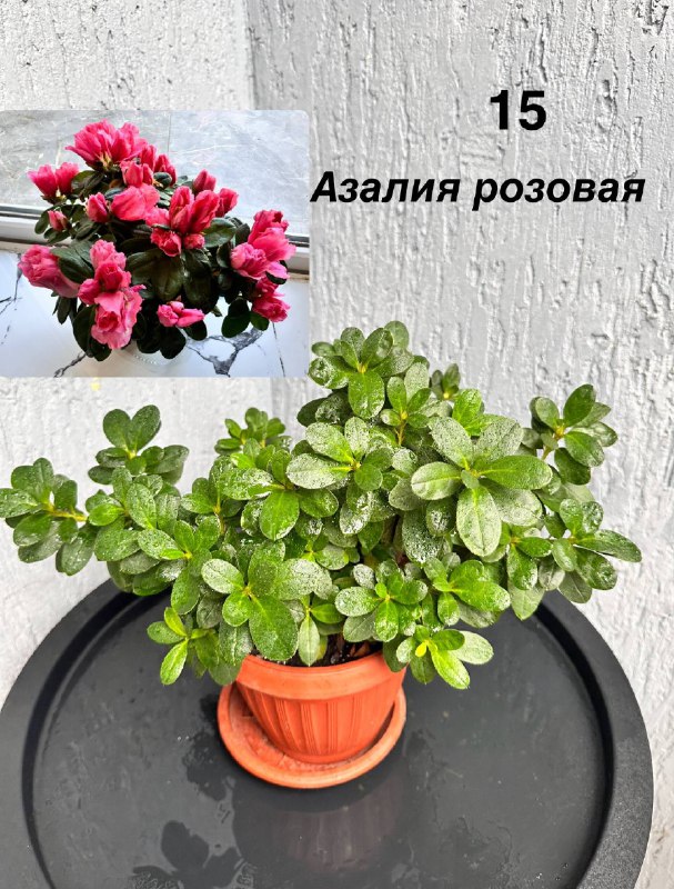 Комнатные растения: традесканция, кофе арабика, цитрусы, авокадо, пуансеттия, азалия, мини-хризантемы 3