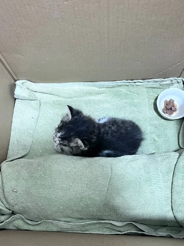 Котёнок 1