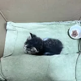 Котёнок 1