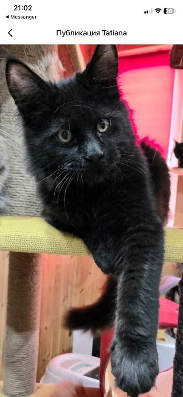 Котята мейнкун 3 месяца 2