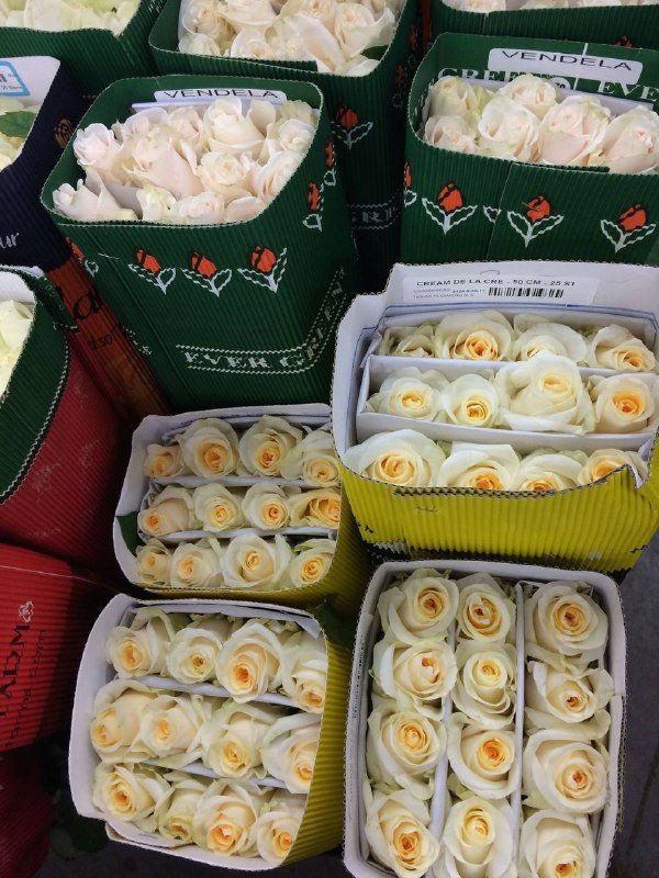 Оптовые поставки свежих роз