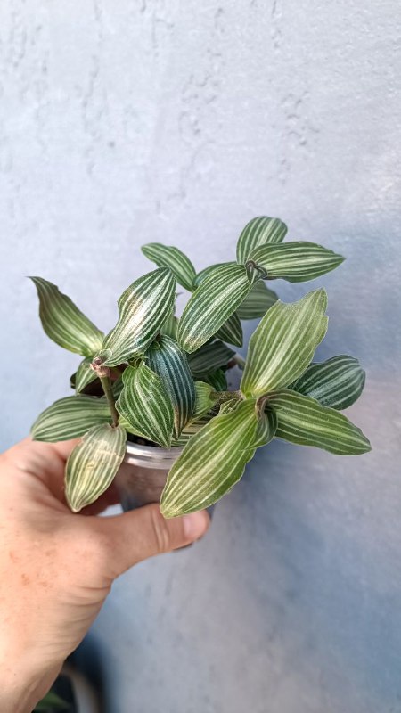 Гипоэстес розовый, Ирезине малиновый, Ирезине Хербста, Традесканция Коллизия Элеганс, Традесканция Сеткреазия вариегатная 4