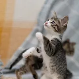 Котята 4