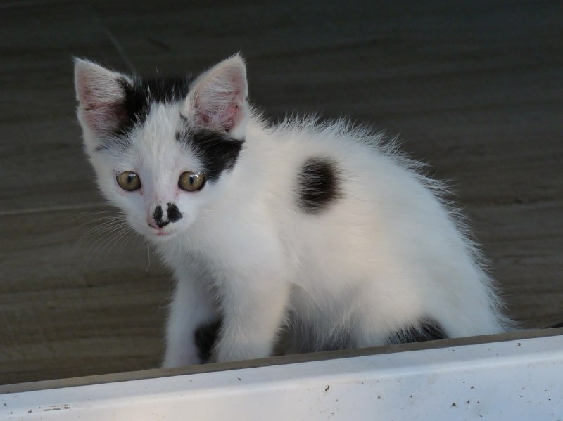 Котенок Чаплин ищет дом 2