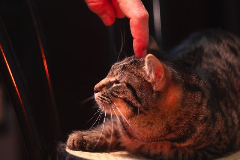 Кошка Эрнестина