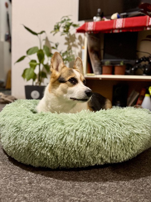 Лежанки для собак и кошек разные размеры 3