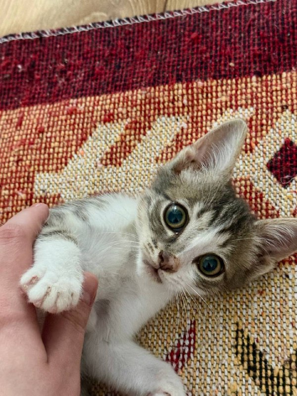 Котенок мальчик, приучен к лотку