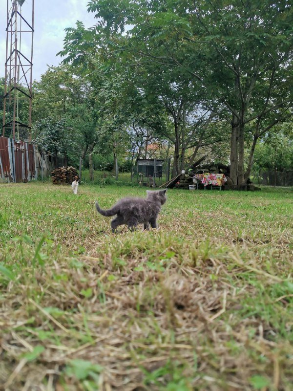 Котята домашние голубые и с белым 5