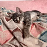 Котенок Луми 4