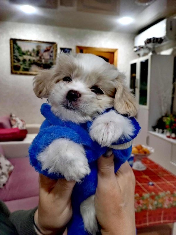 Щенок 5 месяцев