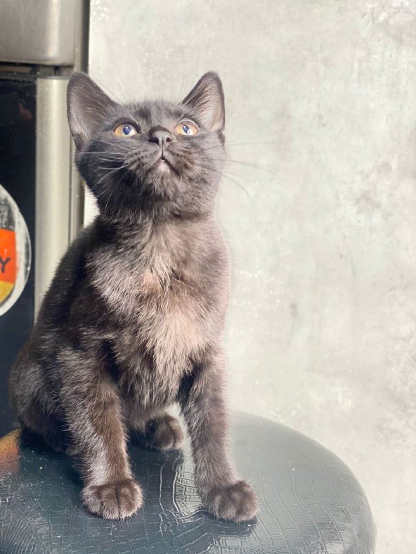 Котята 3.5 месяца для приюта 2