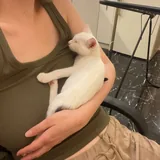 Котёнок Шмупсик 5