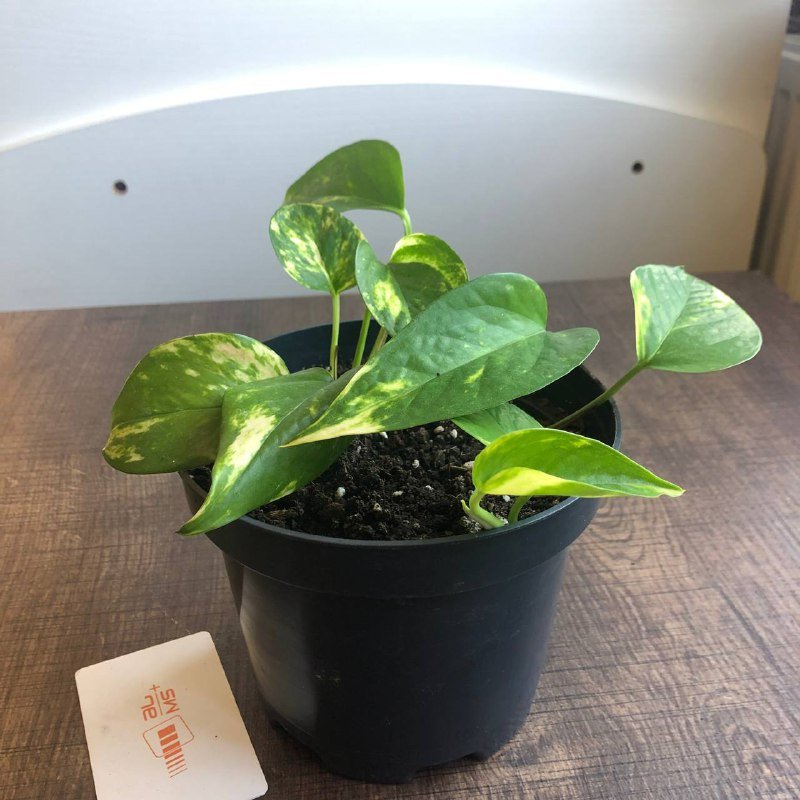 Хлорофитум, Сциндапсус, Каланхое, Каллизия, Ледебурия цветы в горшках 3