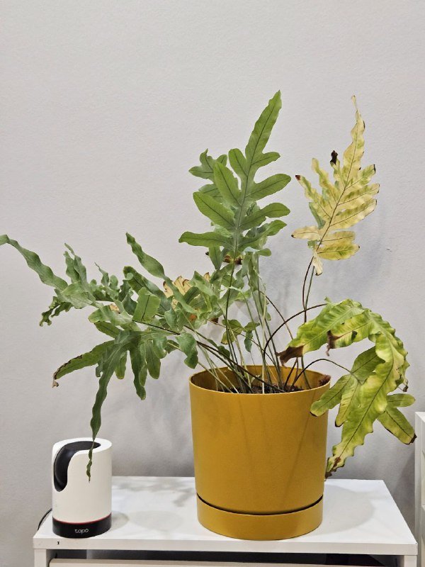 Флебодиум растение 45 см